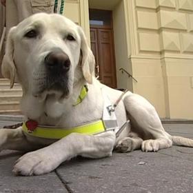 Vodící psi dělají velmi záslužnou práci