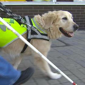 Vodící pes je obrovskou každodenní úlevou pro všechny nevidomé