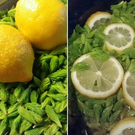 Potřebovat budete jen mladé smrkové výhonky, cukr a citron.