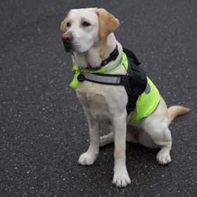 Přispějte na výcvik vodících psů