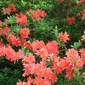 Opadavé rododendrony - azalky