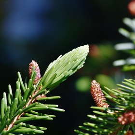 Trhají se jen mladé čerstvé výhonky, které mají nádherně zářivou světlezelenou barvu.