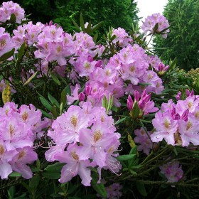 Rododendrony mají celou škálu barev