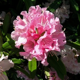 Růžové květy rododendronů 