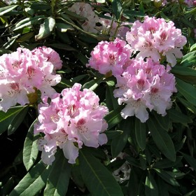 Květy obsypané rododendrony patří k nejkrásnějším na jaře kvetoucím rostlinám. 