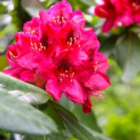 Rododendrony