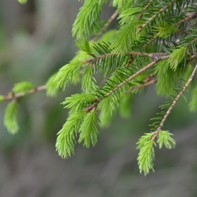 Neměly by být delší než deset centimetrů, nejlepší jsou ale ty, které měří okolo pěti.