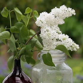 Šeříkový sirup využijete především k přípravě vynikající domácí limonády.