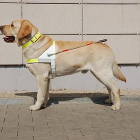 Výcvik vodícího psa není levnou záležitostí