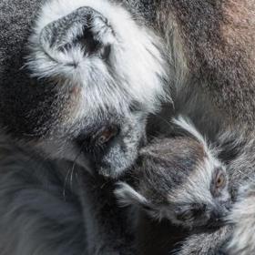 Roztomilý "plyšák": V pražské zoo se narodilo mládě lemura, mrkněte mu do očí!
