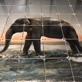 Kachličky s motivy zvířat jsou velmi oblíbené