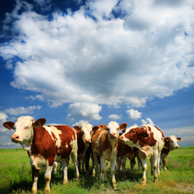 Český strakatý skot