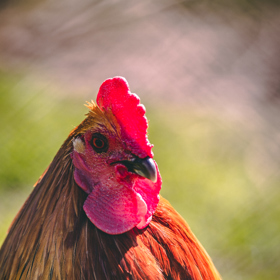 Bio farma – místo, kde se s láskou starají o zvířata. Podívejte se na naši reportáž i úžasné snímky