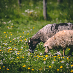 Bio farma – místo, kde se s láskou starají o zvířata. Podívejte se na naši reportáž i úžasné snímky