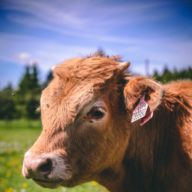 Bio farma – místo, kde se s láskou starají o zvířata. Podívejte se na naši reportáž i úžasné snímky