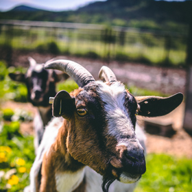 Bio farma – místo, kde se s láskou starají o zvířata. Podívejte se na naši reportáž i úžasné snímky