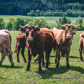 Bio farma – místo, kde se s láskou starají o zvířata. Podívejte se na naši reportáž i úžasné snímky