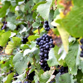 Medardovy mrazy vinné révy nepokazí.