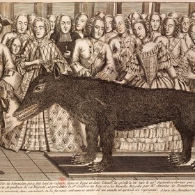 Do jižní Francie tehdy vyrazili lovci z celé země, pořádali hony především na vlky. Jednoho, údajnou Gévaudanskou bestii, dokonce přivezli ukázat samotnému králi Ludvíku XV.