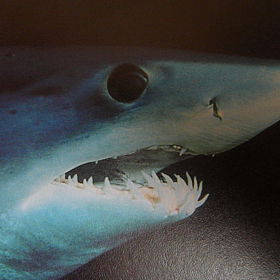 Běžně se vyskytuje ve Středozemním moři.