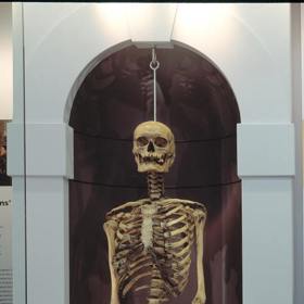 Údajná kostra anglického zločince Jonathana Wilda.