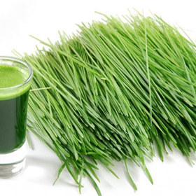 Zelený ječmen se stal hitem poslední doby. Šťáva z mladého ječmene je opravdu super potravinou. Je v ní 4x více vápníku, než je v mléce, 22x více železa než ve špenátu a tolik bílkovin, jako najdete v kvalitním steaku