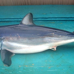 Dorůst může až do čtyř metrů délky.