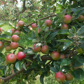K létu neodmyslitelně patří ovoce, a když zmiňujeme ovoce, tak na prvním místě jsou jednoznačně jablka.