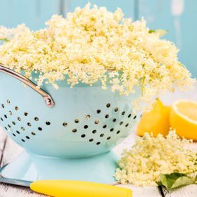 Tato léčivá dřevina má na našem území dlouhou tradici a roste doslova na každém kroku. Sazenice bezu se dávaly nevěstám při svatbě, aby si je mohly vysadit a léčit tak neduhy svého muže.