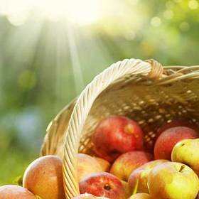 Většina odrůd letních jablek dozrává během července. Mají krátkou dobu skladování, proto je ideální je co nejdříve sníst nebo zpracovat