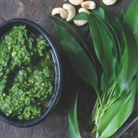 Pesto z medvědího česneku:
Suroviny:
100-150 g medvědího česneku
hrubá mořská sůl
špetka kajenského pepře
50 g oříšků kešú, nesolených
50 g strouhaného sýra pecorino
150 ml ořechového či méně výrazného panenského olivového oleje + na zakápnutí.
Postup:
Listy medvědího česneku omyjte, osušte, dávejte je po dávkách do hluboké nádoby a tyčovým mixérem mixujte s trochou soli nahrubo. Přidejte zbylé suroviny a umixujte hladkou pastu. Je-li třeba, přidejte ještě trochu oleje a dochuťte solí a kajenským pepřem. Povrch zakápněte dalším olejem, aby bylinky neoxidovaly, a skladujte v uzavřené nádobě v chladničce (vydrží maximálně týden). Pro delší uchování pesto zamrazte.
