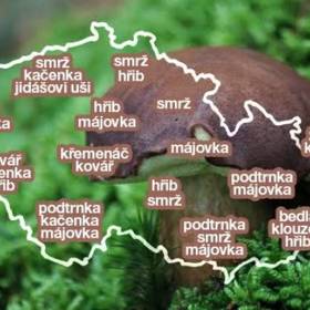 Kam vyrazit na hřiby, májovky nebo bedly?