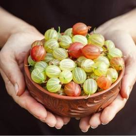 Angrešt je velmi zdravý a chutný, jen to chce s ním umět zacházet.