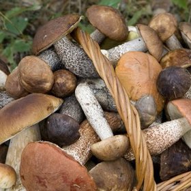 Houbové žně jsou tady! Vyrazte do lesa co nejdříve!