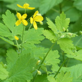 Vlaštovičník si určitě spojujete s léčbou bradavic. Výborně se však osvědčil i při léčbě kuřího oka. Stejně jako bradavice si kuří oko potírejte jeho šťávou. Tu získáte snadno rozlomením stonku vlaštovičníku a poznáte ji podle žluté až oranžové barvy. I zde platí, že byste vlaštovičník měli aplikovat každodenně.