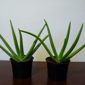 Aloe pravá pomáhá při hojení zánětů a povrchových poranění – rány, kožní onemocnění a záněty různého původu, dokonce působí proti lupénce a psoriáze. Má výrazné proti infekční účinky, brání přístupu infekce do rány.