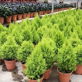 Cypřišek pokojový dokáže ničit bakterie ve vzduchu vašeho bytu. Dokáže aktivně rozkládat některé škodliviny uvolňující se do vzduchu například z koberců, nábytku či z počítačů.