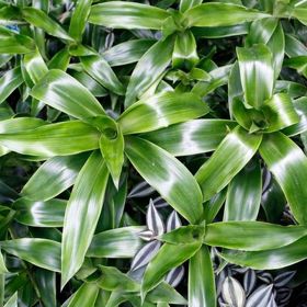 Kalisie vonná má podle výzkumů tak široké spektrum léčivých schopností, že má téměř univerzální využití. Pomáhá při rakovině, zánětu žaludku, cukrovce, chorobách jater a trávicího ústrojí. Dále velmi výrazně detoxikuje organismus. Šťáva z listů pomáhá při léčení ekzémů.