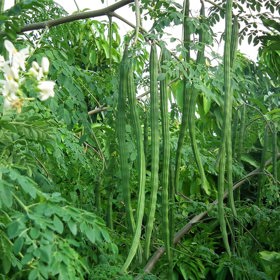 Křen

Moringa je ovšem ještě všestrannější. Ano, spotřebovat z ní jdou totiž i květy anebo kořeny. Ale u kořenů se musí opatrně dávkovat množství, protože pokud by se jejich konzumace přehnala, může dojít k otravě. V malém množství jsou prospěšné a lze je použít místo křenu.
