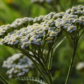 Léčbu kuřího oka můžete díky řebříčku spojit s večerní relaxací a dopřát si příjemnou koupel nohou. Hrst řebříčku vložte do 3 litrů vroucí vody, přisypte 1 lžičku soli, nádobu přikryjte a nechte louhovat. Až bude odvar příjemně teplý, sceďte ho a namočte do něj nohy na cca 20 minut. Koupel byste měli opakovat každý den.