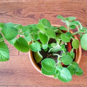 Rýmovník při rýmě a ucpaném nosu pomáhá svou vůní – pomocí inhalace z rozmačkaných listů napomůžete k rychlejšímu uzdravení. Je doporučován i astmatikům.