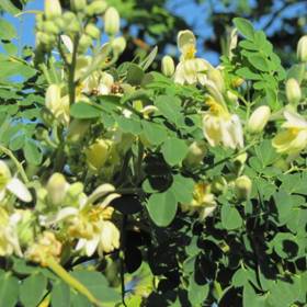 Pomazánky

Pomazánky jsou báječným řešením pro všechny, kdo potřebují do jídelníčku zavést nové ingredience, ale nevědí, jak na to. Do pomazánek se dobře hodí moringa v prášku, případně olej ze semen. Napoprvé zvolte opravdu jen minimální množství příměsi a dejte ji do pomazánky s výraznější chutí. Uvidíte, že výsledek bude dobrý a moringu začnete konzumovat nebo nabízet rodině s menšími obavami