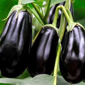 Syrový lilek způsobuje velké bolesti břicha