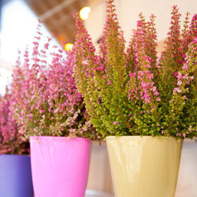 Vřes je nenáročný na pěstování a patří k nejoblíbenějším podzimním dekoracím