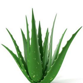 Aloe vera – využijte antibakteriálních a hojivých účinků této úžasné rostliny. Použít můžete šťávu z listů – stačí list jednoduše vymačkat a šťávu aplikovat na postižená místa.
