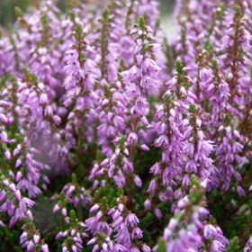 Vřes dříve sloužil k detoxikačním účinkům, dnes už plní spíše okrasnou funkci