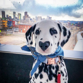 Wiley na svých cestách.