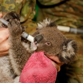 Bez pomoci lidí by zvířata nepřežila.