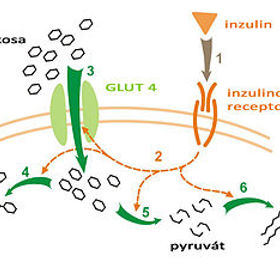 roku 1920 Frederick Banting, kanadský lékař a vědec v oboru medicíny, zjistil, že by bylo výhodnější izolovat účinnou látku z pankreatické šťávy → Banting se rozhodne jet do Toronta za profesorem torontské univerzity John James Richard Macleodem, který měl možnost poskytnout Bantingovi a jeho asistentu (studentu medicíny Charles Best) univerzitní laboratoře k provádění experimentů