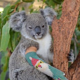 Požáry v jihovýchodní Austrálii, které do ledna 2020 zasáhly plochu 63 000 km², a to především ve státech Victoria a Nový Jižní Wales, už zahubily téměř půl miliardy zvířat. Mimo jiné až třicet procent koalí populace.